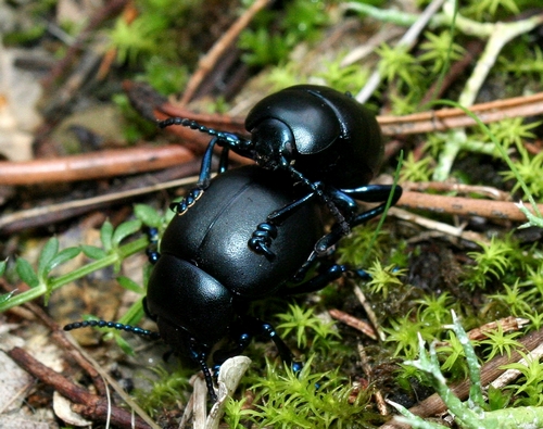 I primi coleotteri - Timarcha tenebricosa